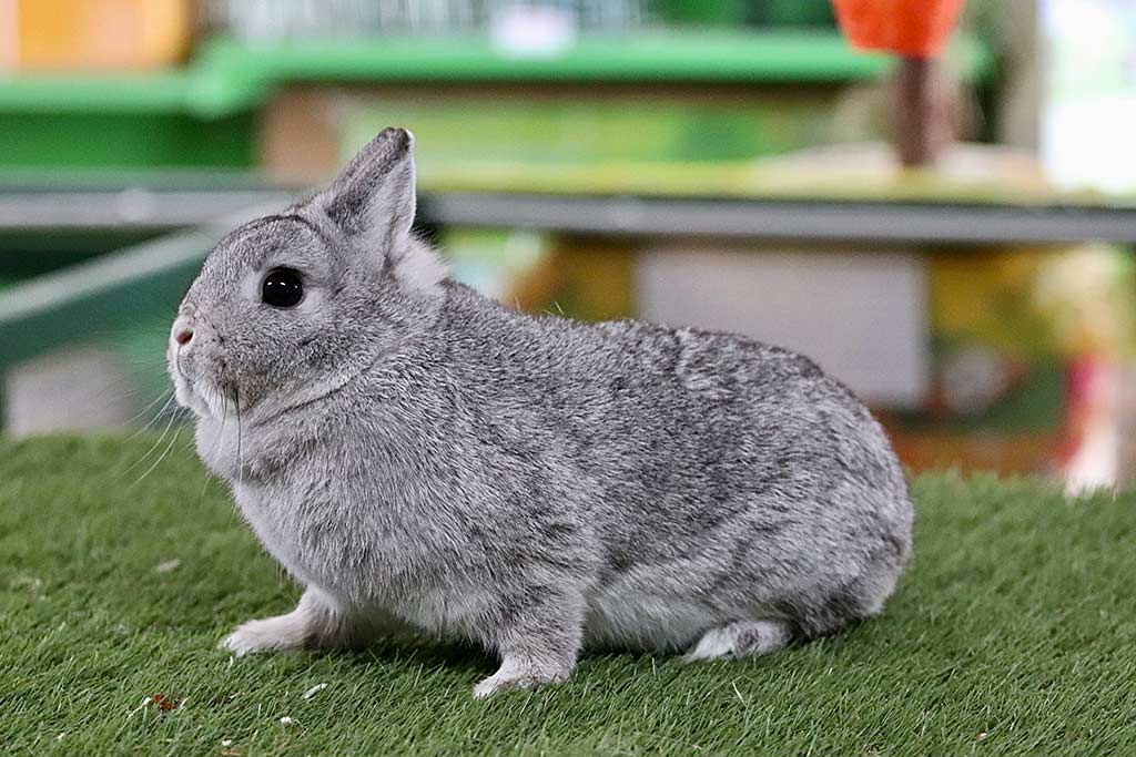 Anjas Zwergkaninchen