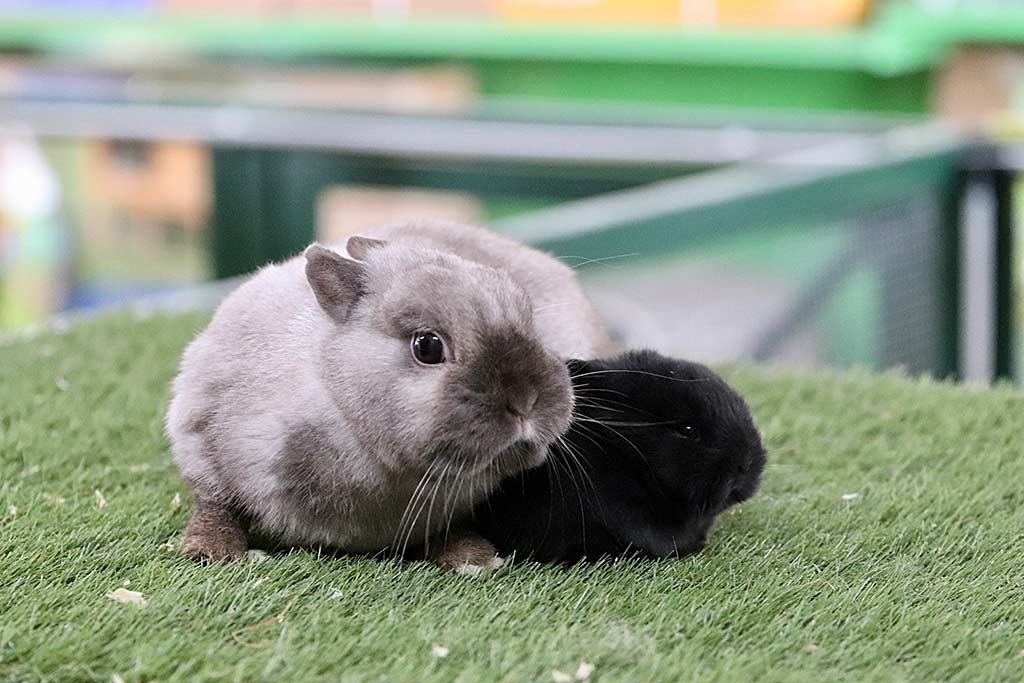 Anjas Zwergkaninchen