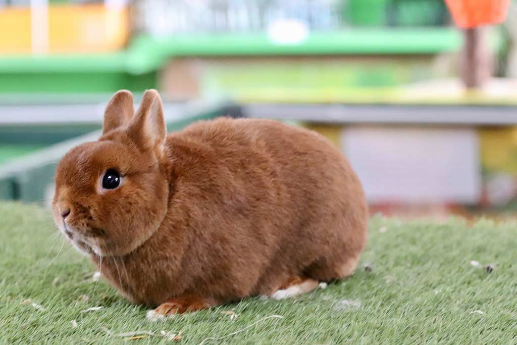 Anjas Zwergkaninchen