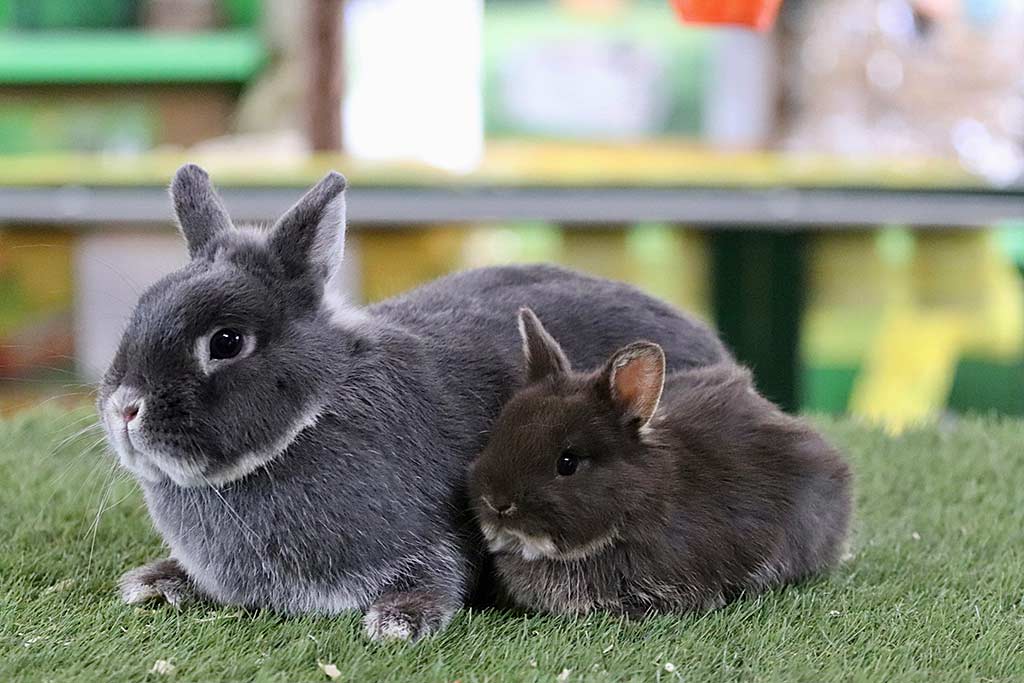 Anjas Zwergkaninchen