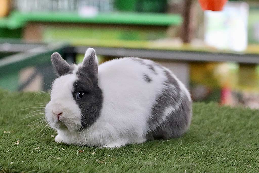 Anjas Zwergkaninchen