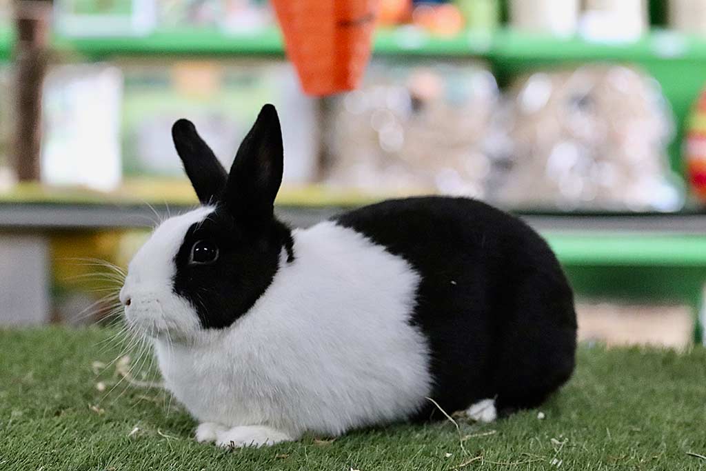 Anjas Zwergkaninchen