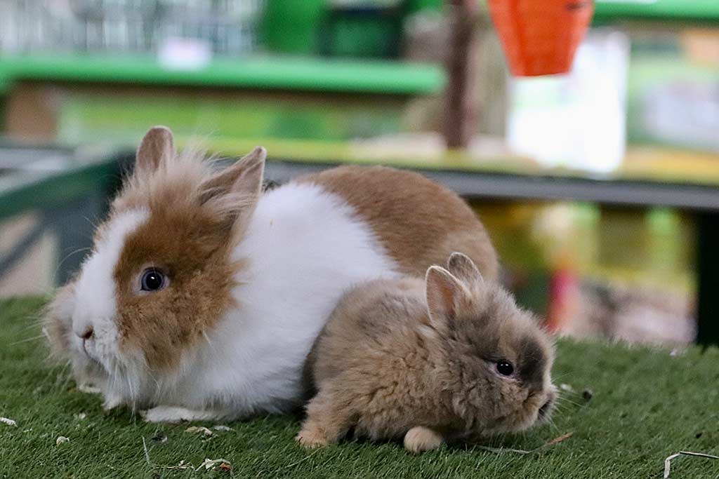 Anjas Zwergkaninchen