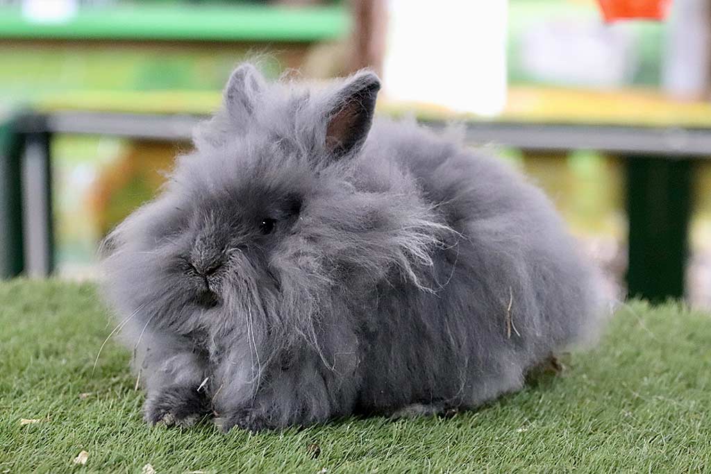 Anjas Zwergkaninchen