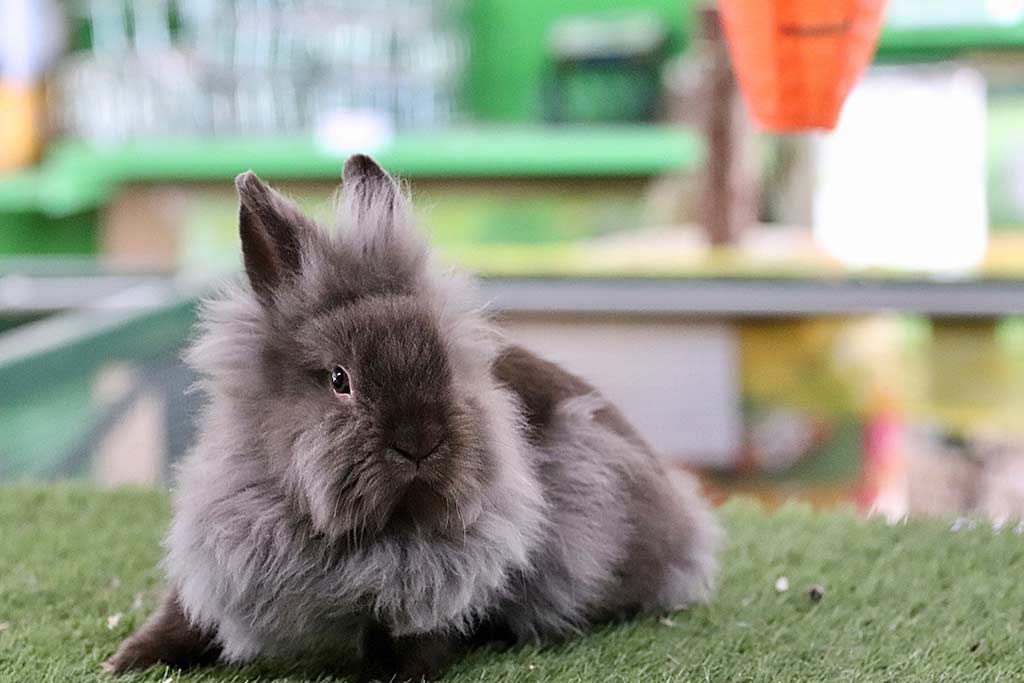 Anjas Zwergkaninchen