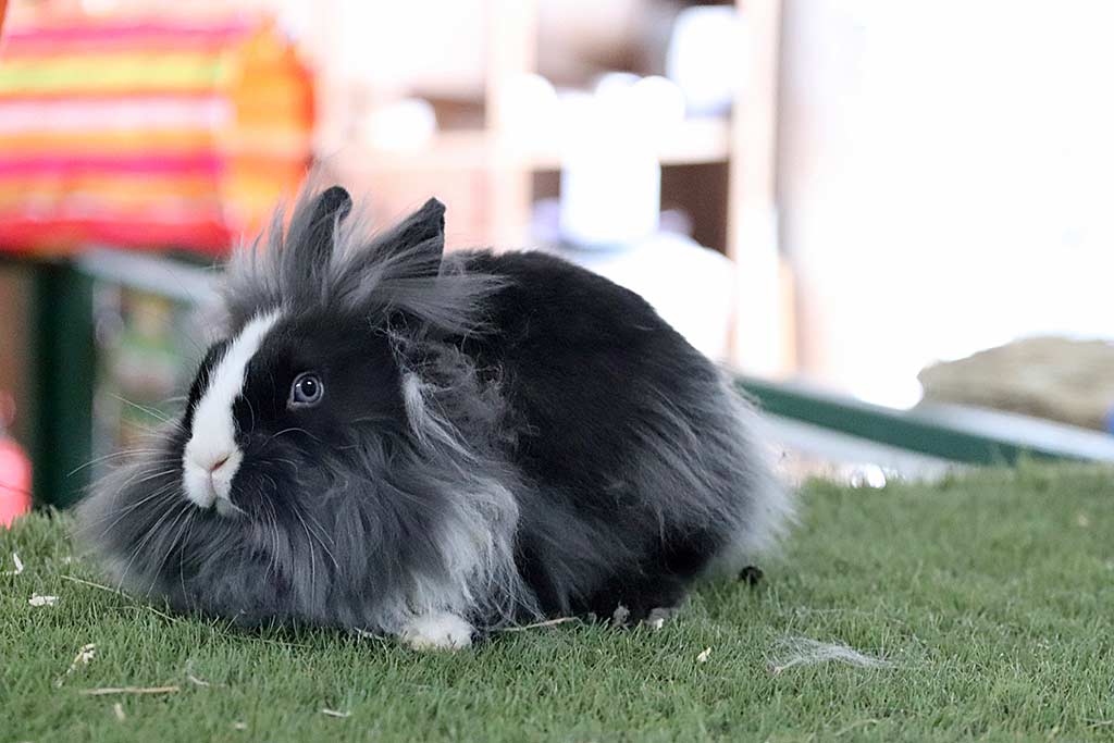 Anjas Zwergkaninchen