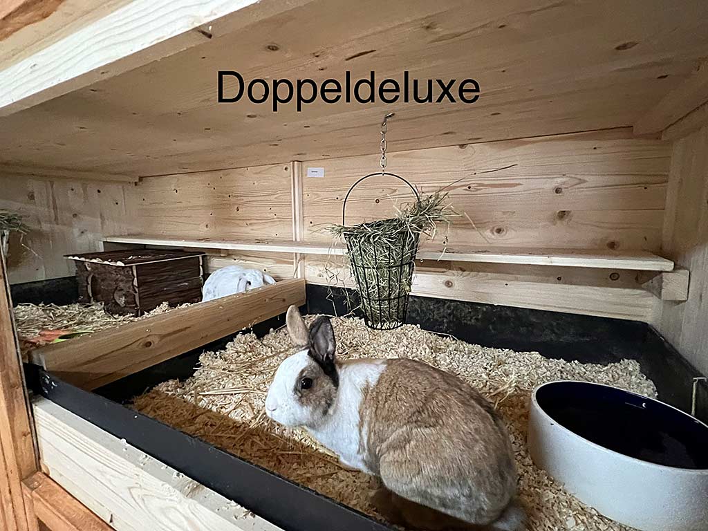 Anjas Zwergkaninchen