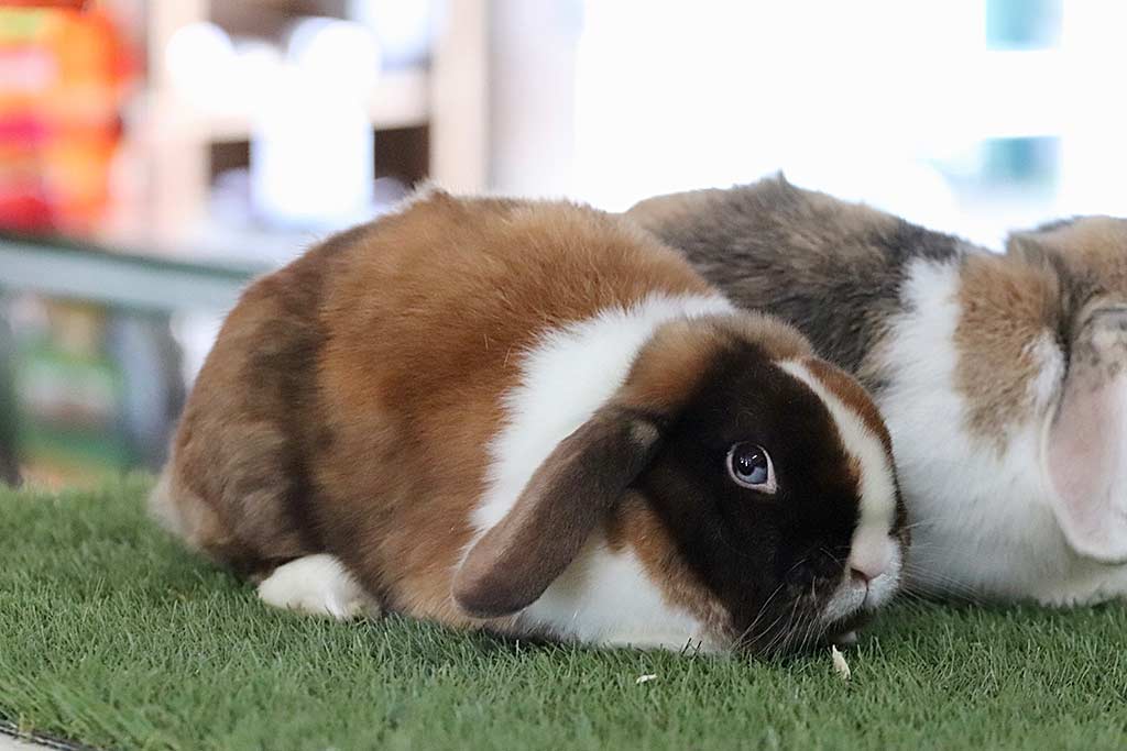 Anjas Zwergkaninchen