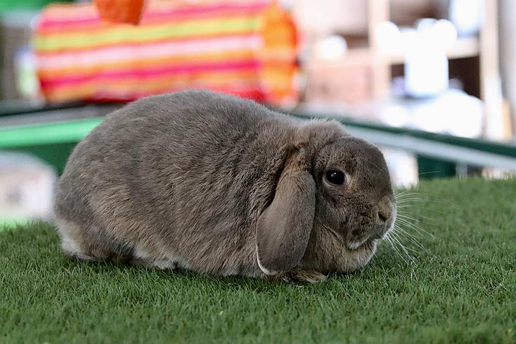 Anjas Zwergkaninchen