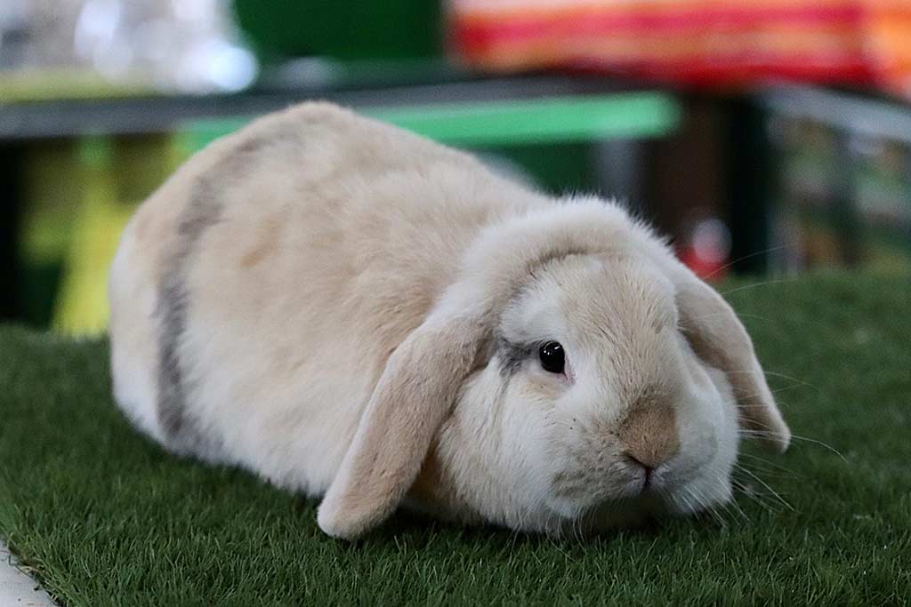 Anjas Zwergkaninchen