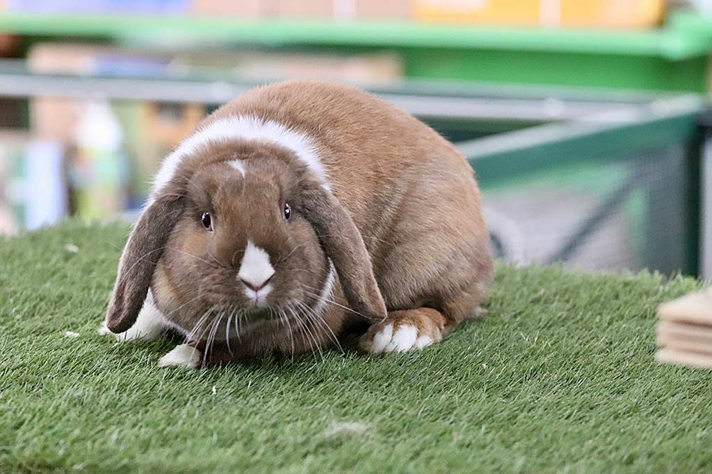 Anjas Zwergkaninchen