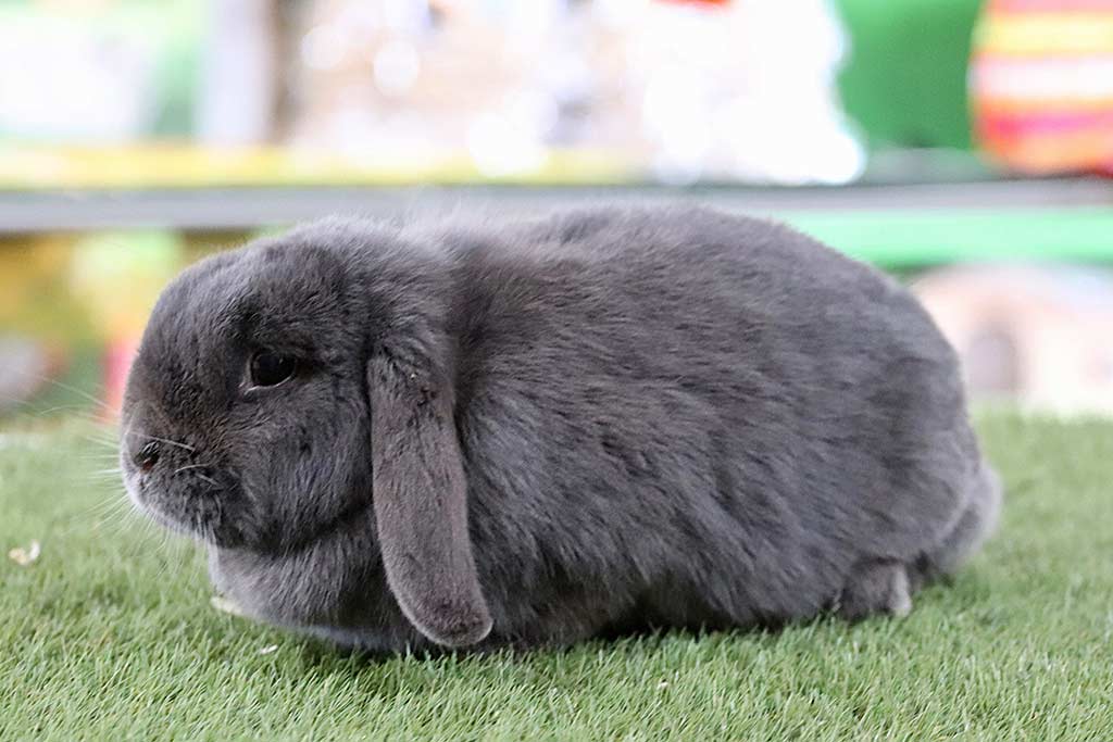 Anjas Zwergkaninchen