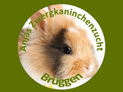 Aktuelle Angebote Anjas Zwergkaninchenzucht Brüggen Aktuelle Angebote Anjas Zwergkaninchenzucht Brüggen