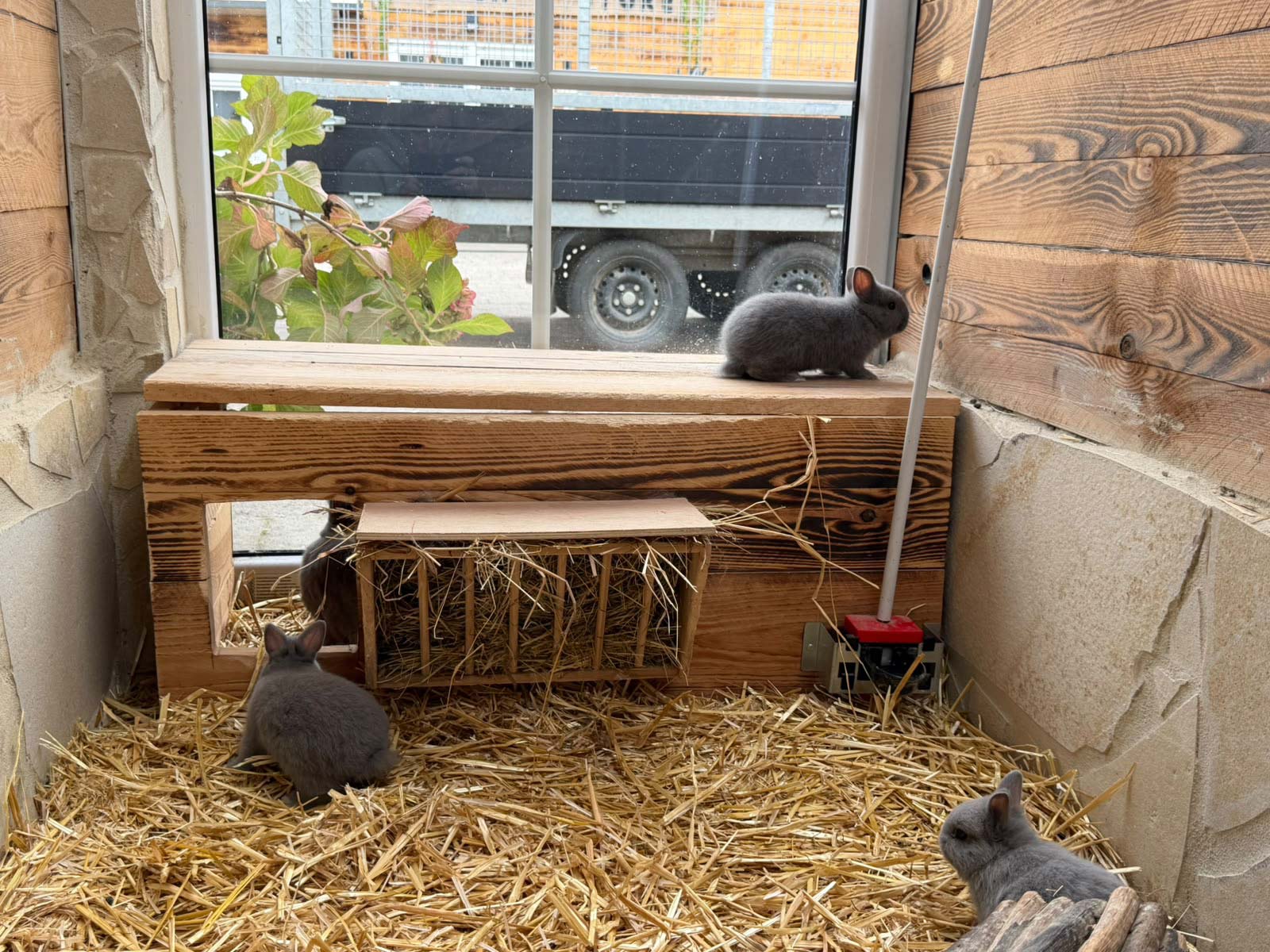 Anjas Zwergkaninchen