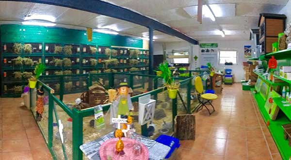 Anjas Zwergkaninchen